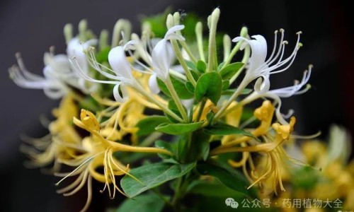 金银花茶的功效与作用及副作用
